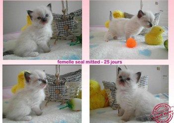 femelle seal-mitted - 25 jours - Chatterie Ragdolls du Val de Beauvoir